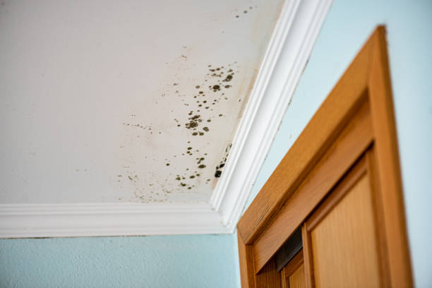 Best Bathroom Mold Remediation in South Les, AK