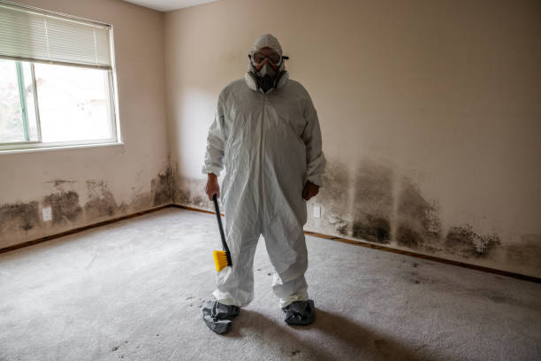 Best Commercial Mold Remediation in South Les, AK